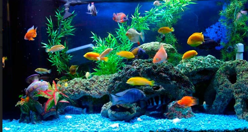 Bể cá thuộc Thủy giúp cân bằng sinh khí